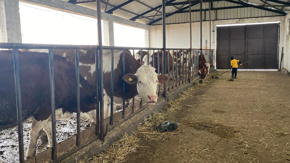 Kars’ta dondurucu soğukta yarı açık ahırda hayvancılık yapıyor