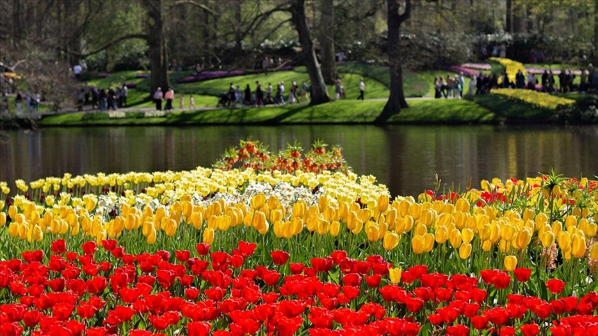 Hollanda’daki dev lalebahçesi Keukenhof, 76. yılını ziyaretçilerle kutluyor
