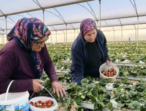 Kadınlar Gününü tarlada çalışarak kutladılar
