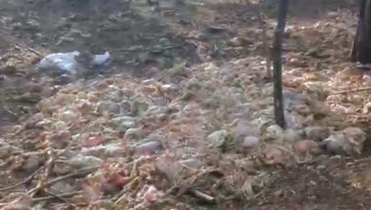 Tarsus’ta ormana çok sayıda tavuk ölüsü atıldı