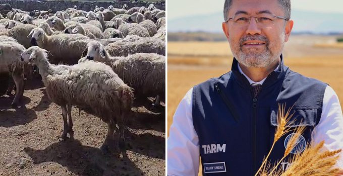 Bakan Yumaklı’nın “Örnek üretici” dediği çiftçi video çekip yardım istedi