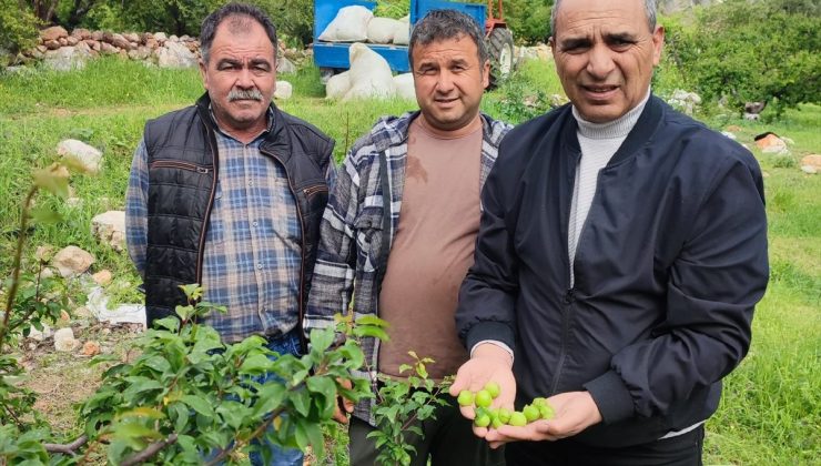Silifke’de Tarım Alanları İçin Hasar Tespiti Başlatıldı