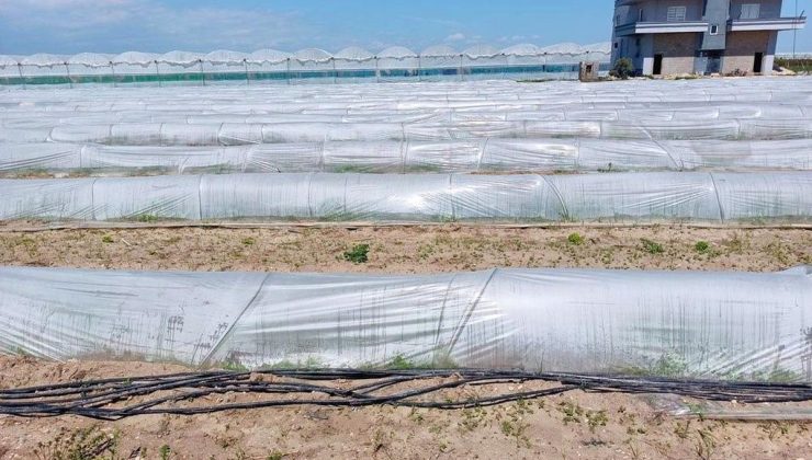 Tarım ve Orman Bakanlığından, bir çiftçinin satamadığı kıvırcıkların koyunlara yem edildiği iddialarına yalanlama