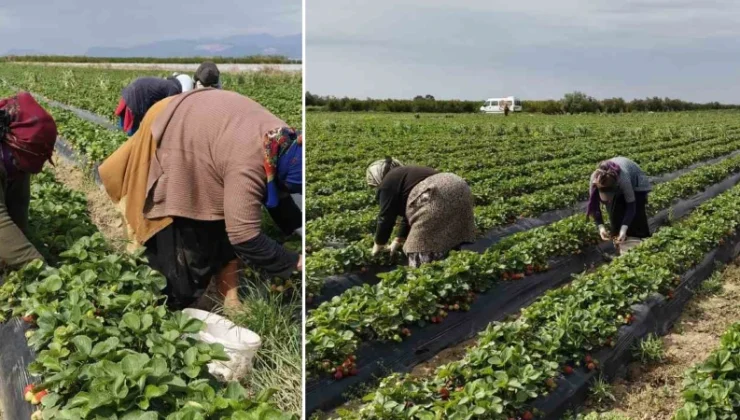 Uçak kargolarla gönderiliyor: Geçim kaynağı oldu, kilosu 75 lira