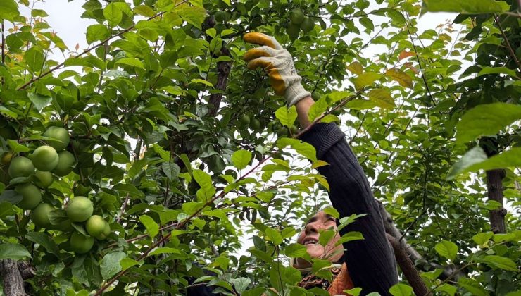 Gezende Eriği Hasadı Başladı