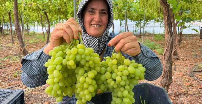 Mersin’de ilk hasadı yapılan üzüm, kilosu 600 TL’ye ihraç edildi
