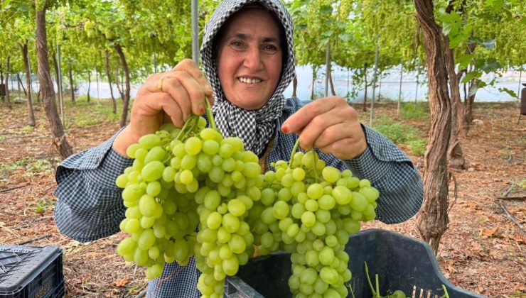 Mersin’de ilk hasadı yapılan üzüm, kilosu 600 TL’ye ihraç edildi