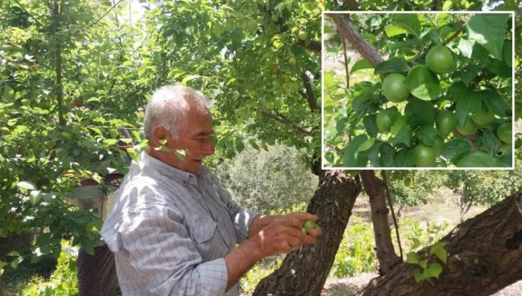 Sezona rekor fiyatla başladı: Hasat yoğunlaşınca 10 bin TL’lik fiyatlar çakıldı