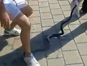 Adana’da nehirden çıkardıkları yılanın başını ezip çakıyla keserek öldürdüler