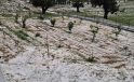 Erdemli’de yağmur ve dolu etkili oldu