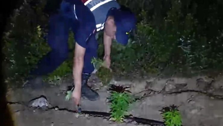 Mersin’de ormanlık alana ekilen bin 500 kök kenevir ele geçirildi