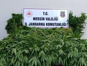 Mersin’de ormanlık alanda kenevir yetiştiren 2 kişi tutuklandı