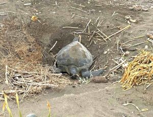 Popülasyonu artıyor: Caretta carettaların yuvalaması geç başladı, yoğun sürüyor